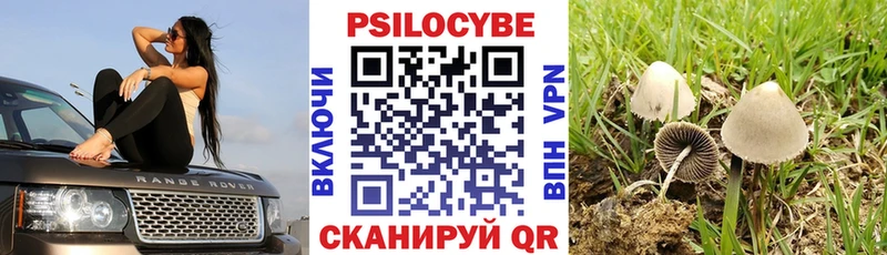 darknet состав  Севск  Псилоцибиновые грибы Cubensis  цены наркотик 